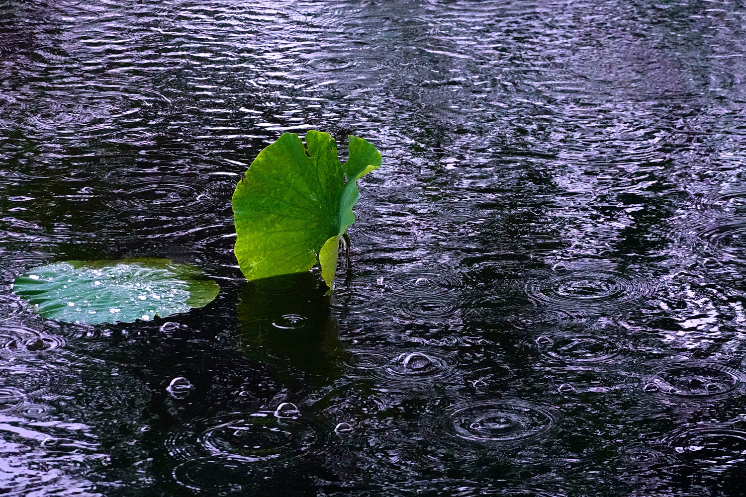 陳永鑑_荷花作品_20250420a.JPG