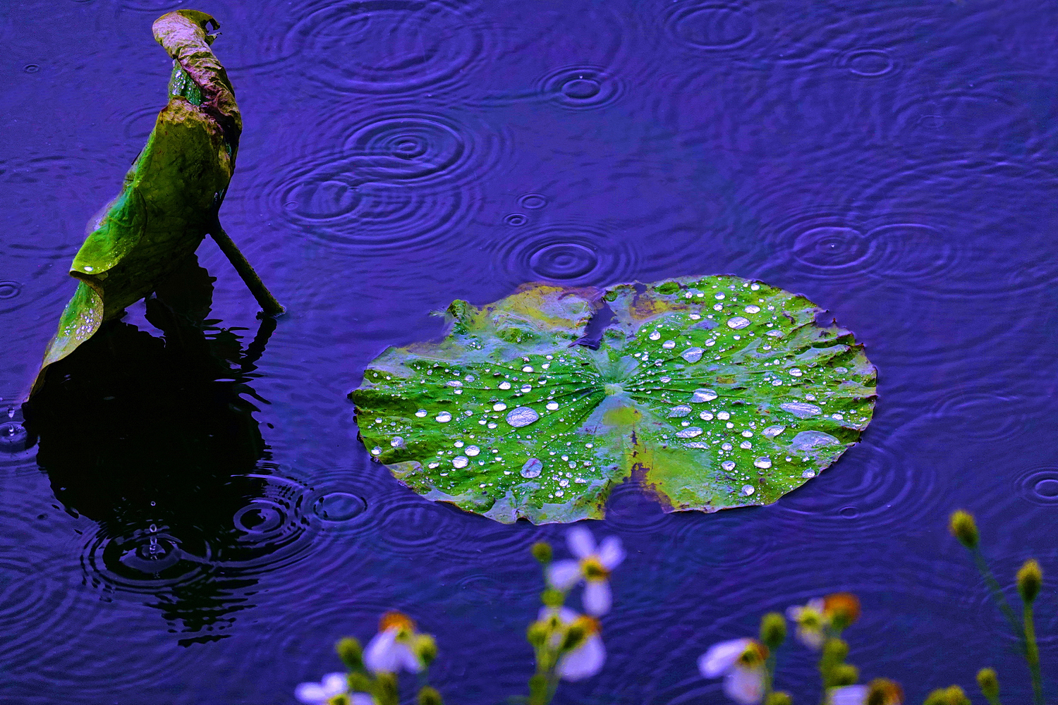 陳永鑑_荷花作品_20250421h.JPG