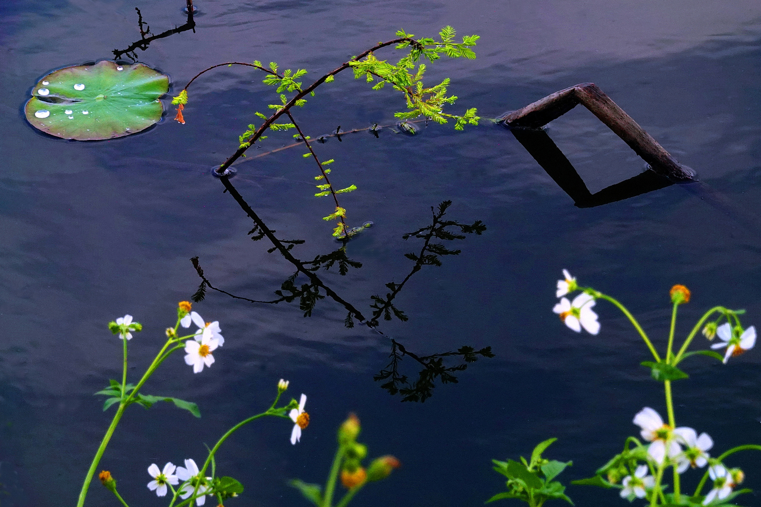 陳永鑑_荷花作品_20250421b.JPG