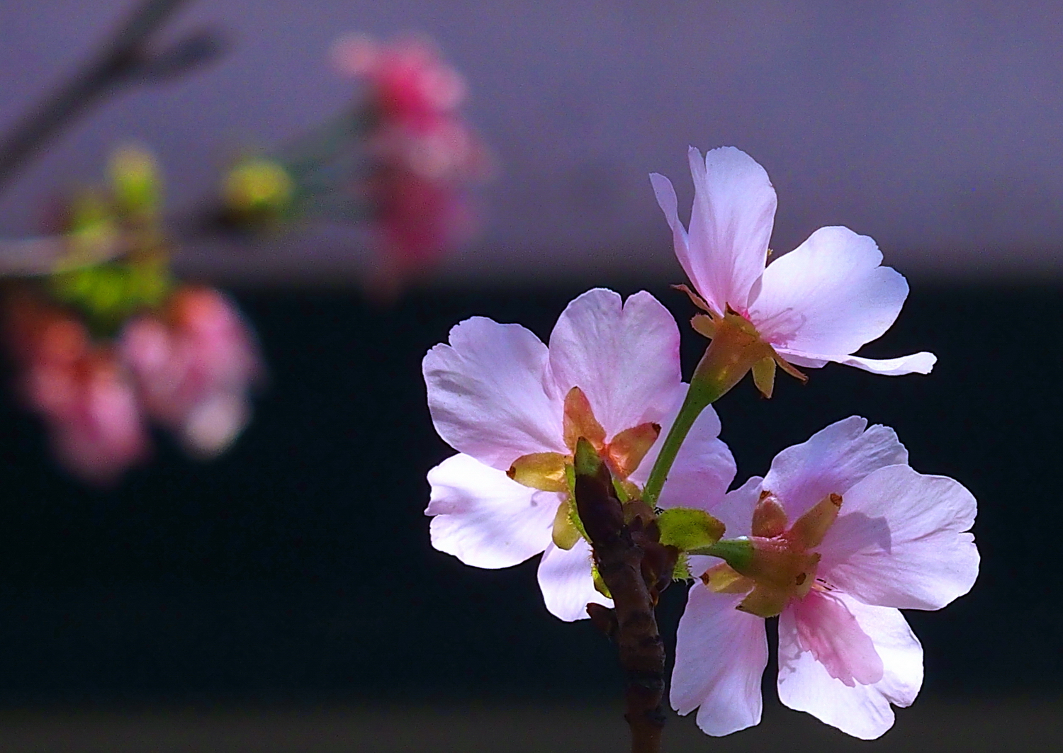 陳永鑑櫻桃花作品20250422f.JPG