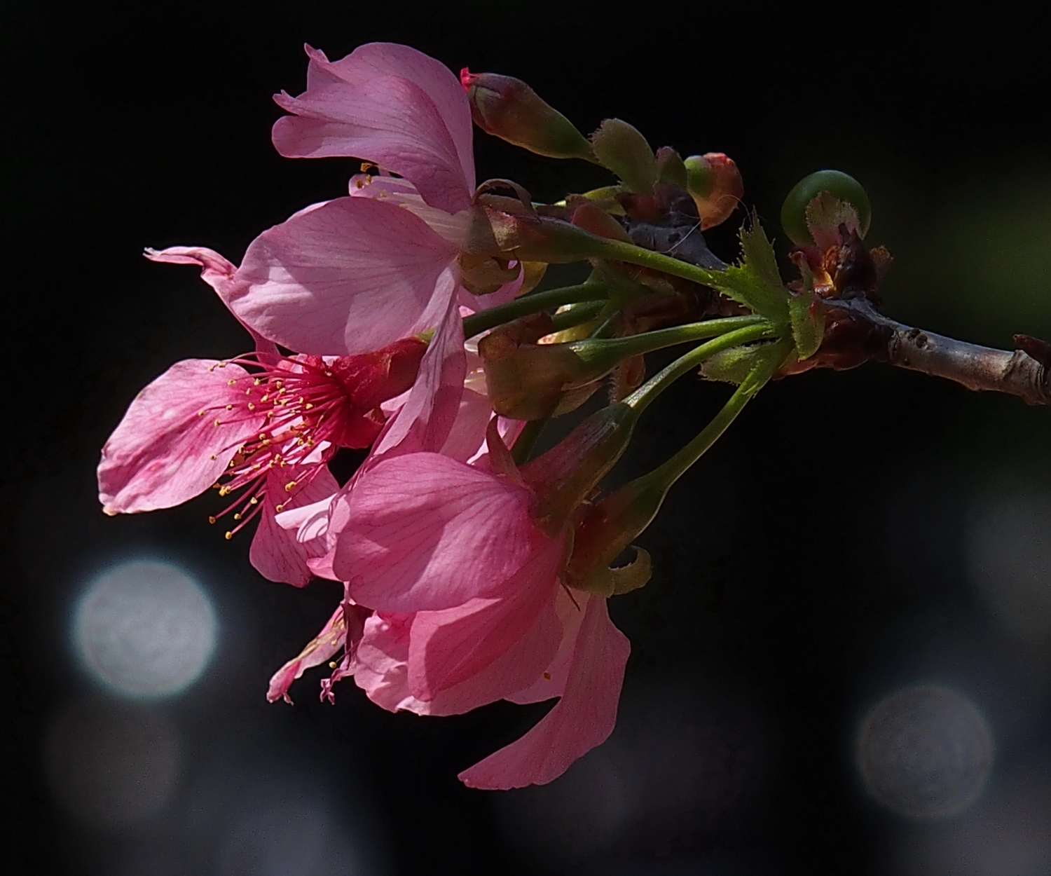 陳永鑑櫻桃花作品20250423g.JPG