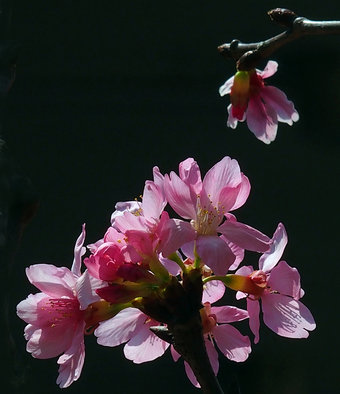 陳永鑑櫻桃花作品20250423m.JPG