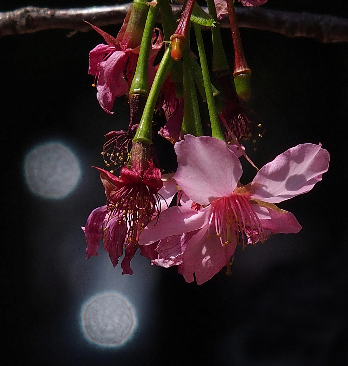 陳永鑑櫻桃花作品20250423i.JPG
