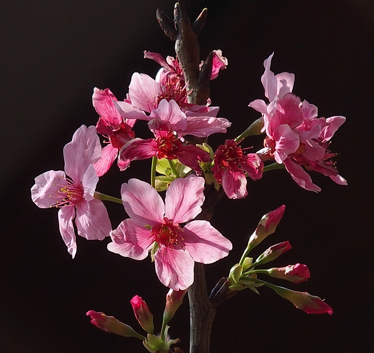 陳永鑑櫻桃花作品20250424i.JPG