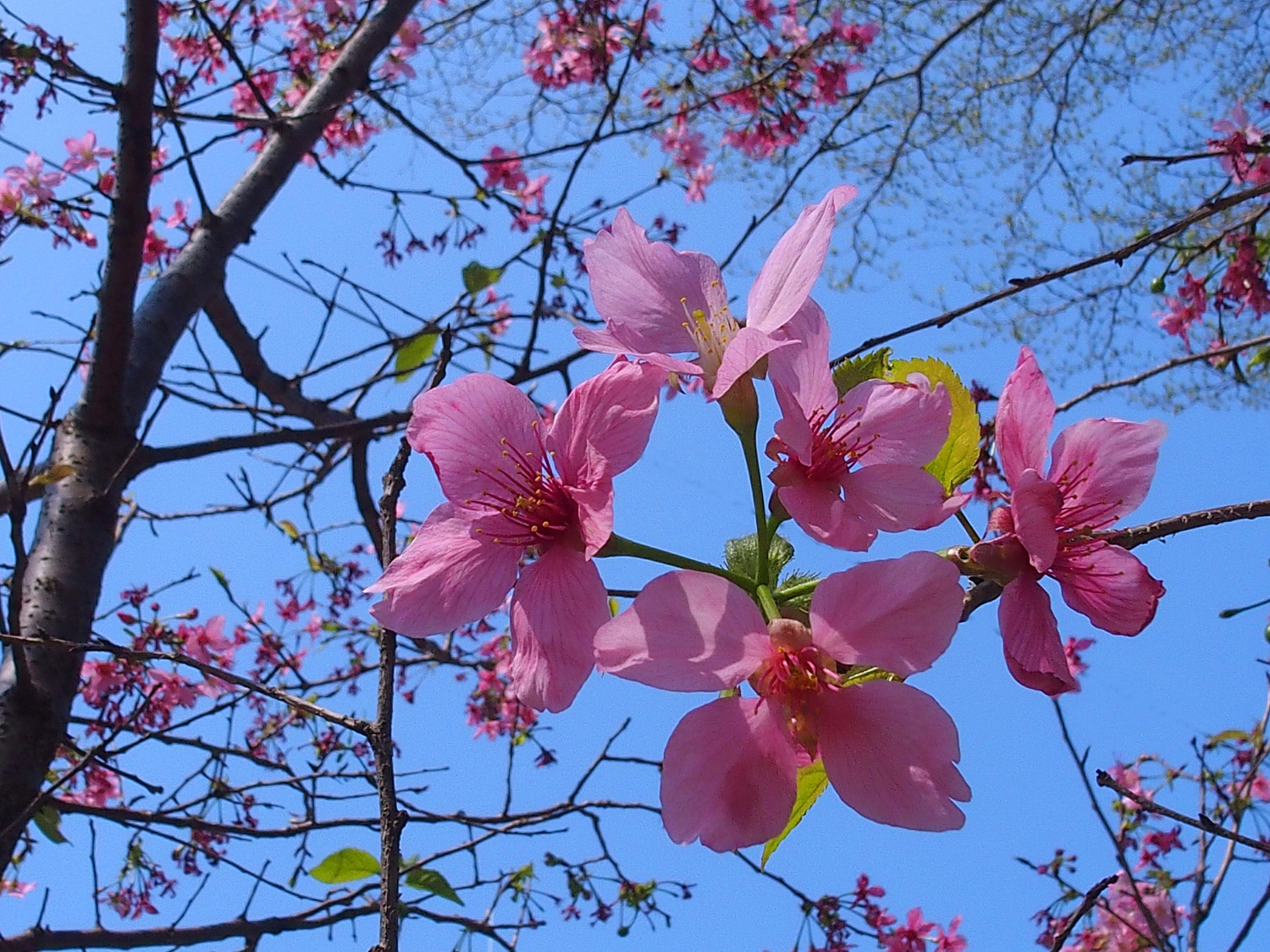 陳永鑑櫻桃花作品20250424p.JPG