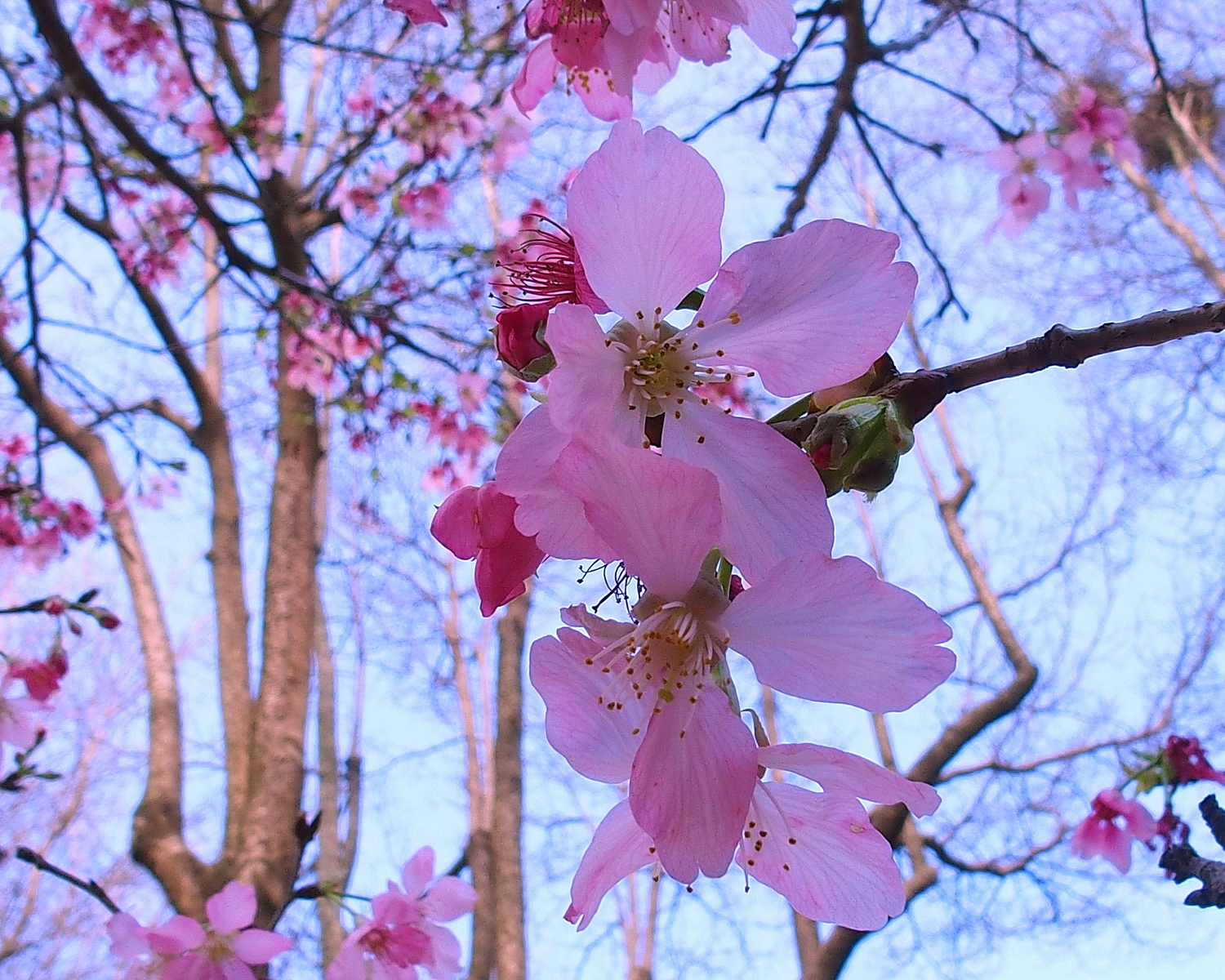 陳永鑑櫻桃花作品20250429f.JPG
