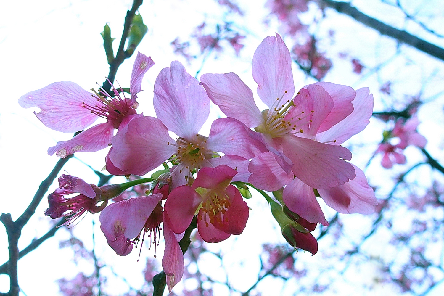 陳永鑑櫻桃花作品20250429j.JPG