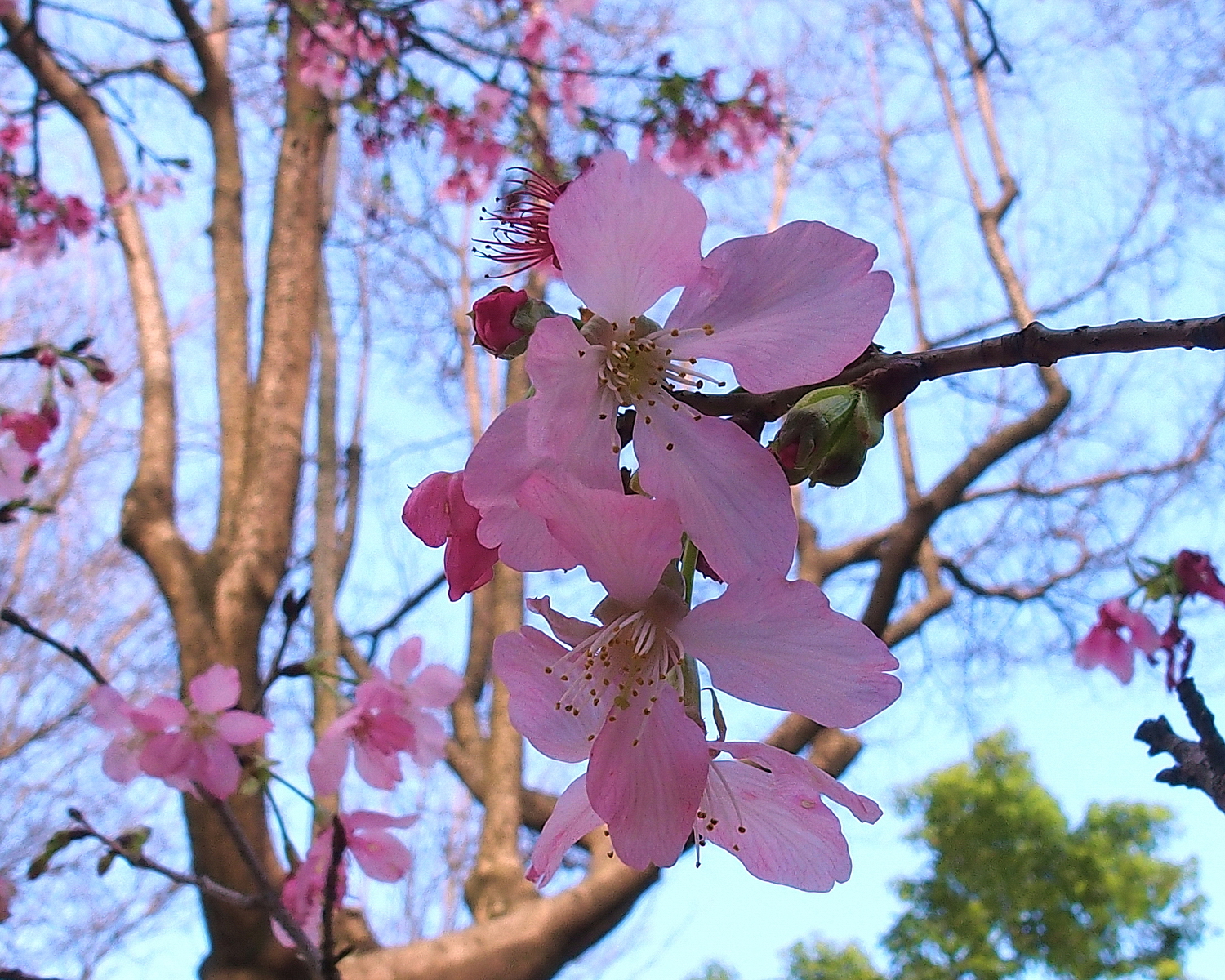 陳永鑑櫻桃花作品20250429h.JPG