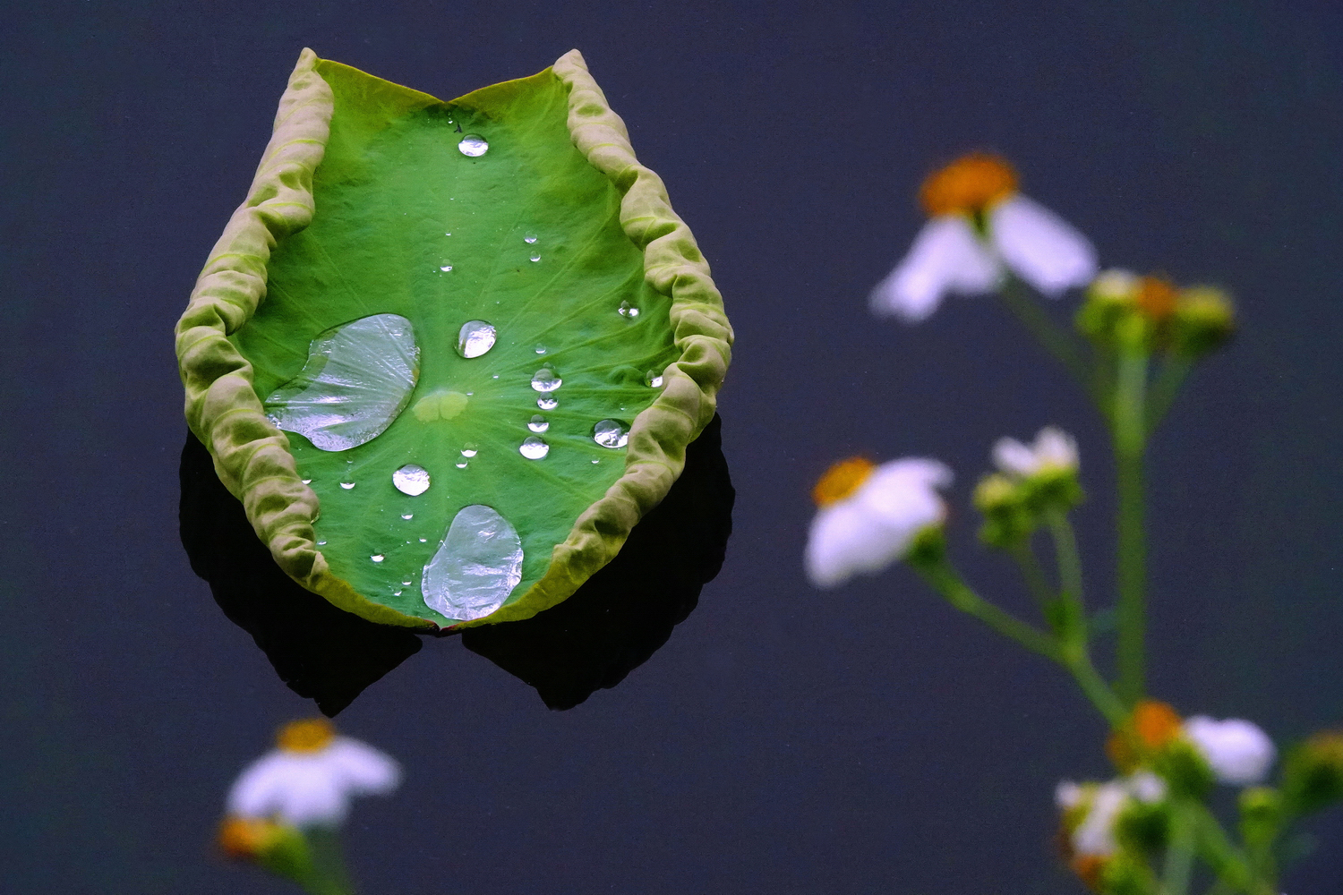 陳永鑑_荷花作品_20250425a.JPG