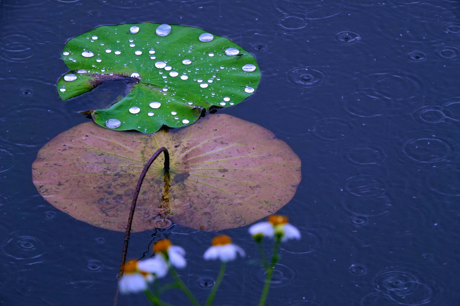 陳永鑑_荷花作品_20250425n.JPG
