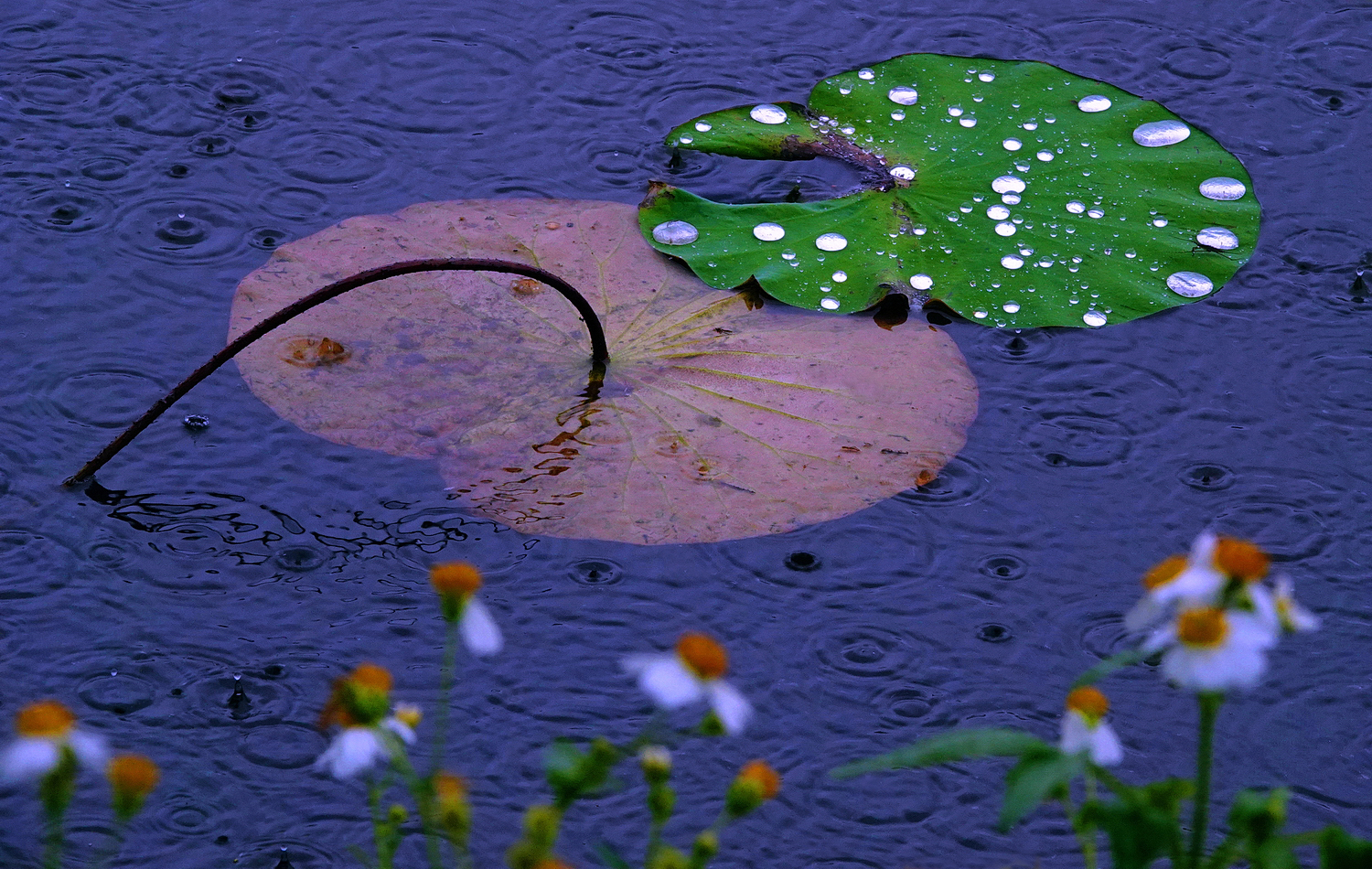 陳永鑑_荷花作品_20250425m.JPG