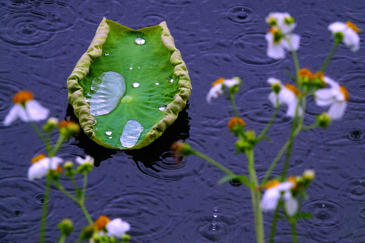 陳永鑑_荷花作品_20250425l.JPG