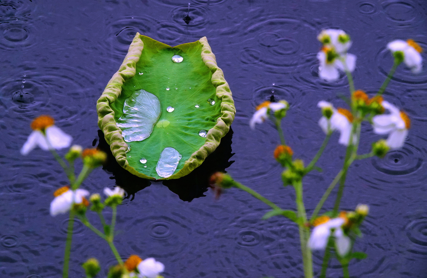 陳永鑑_荷花作品_20250425k.JPG