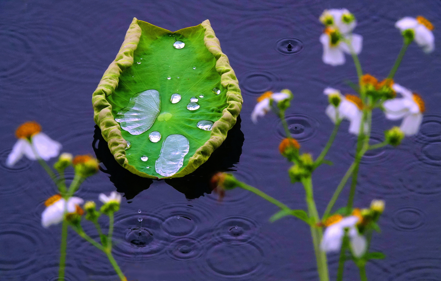 陳永鑑_荷花作品_20250425i.JPG