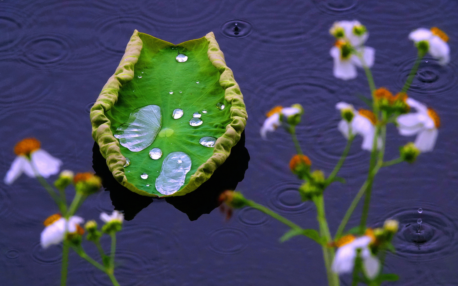 陳永鑑_荷花作品_20250425h.JPG
