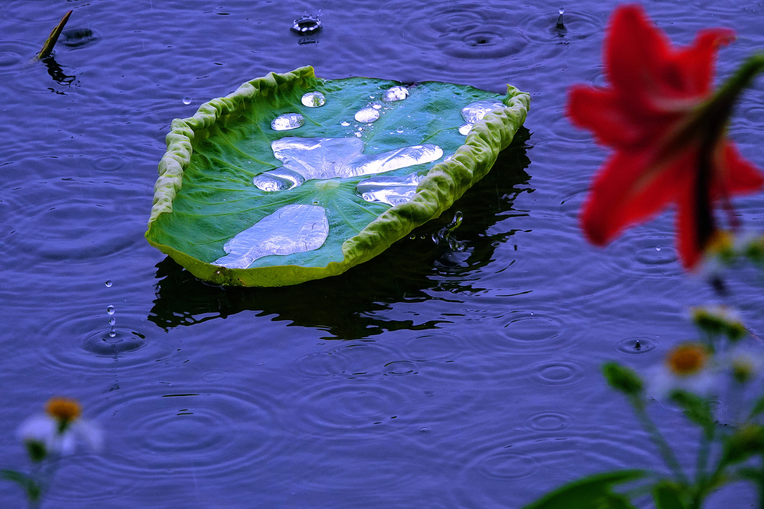 陳永鑑_荷花作品_20250426f.JPG