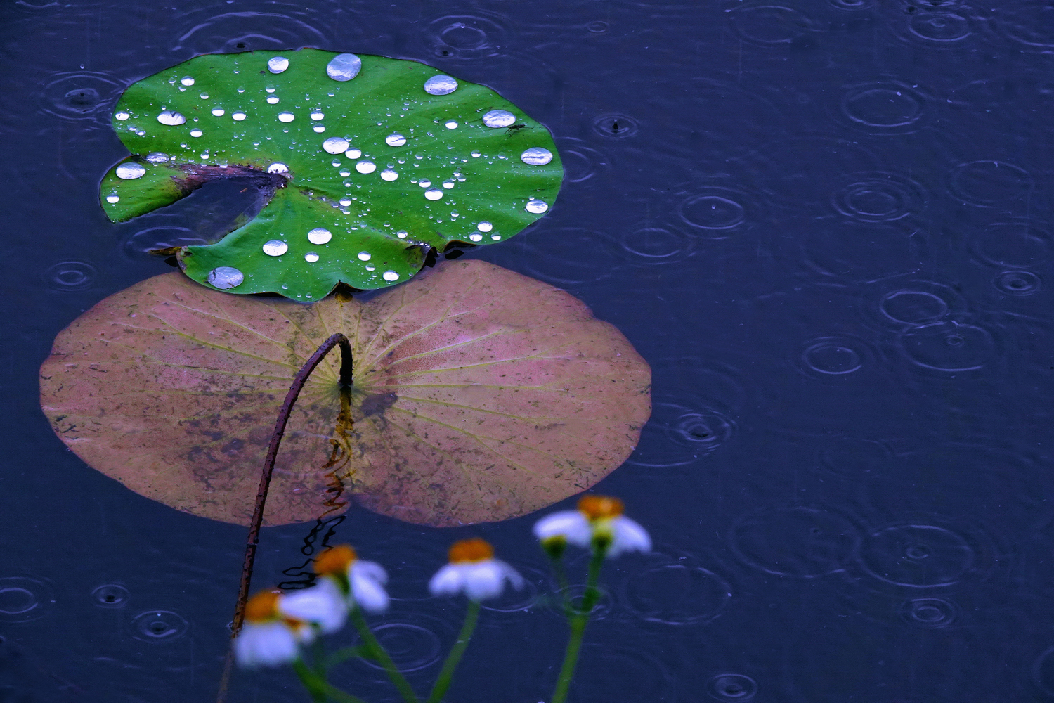 陳永鑑_荷花作品_20250426a.JPG