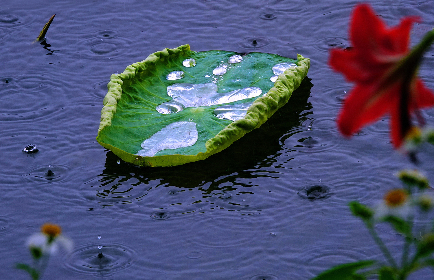 陳永鑑_荷花作品_20250427c.JPG