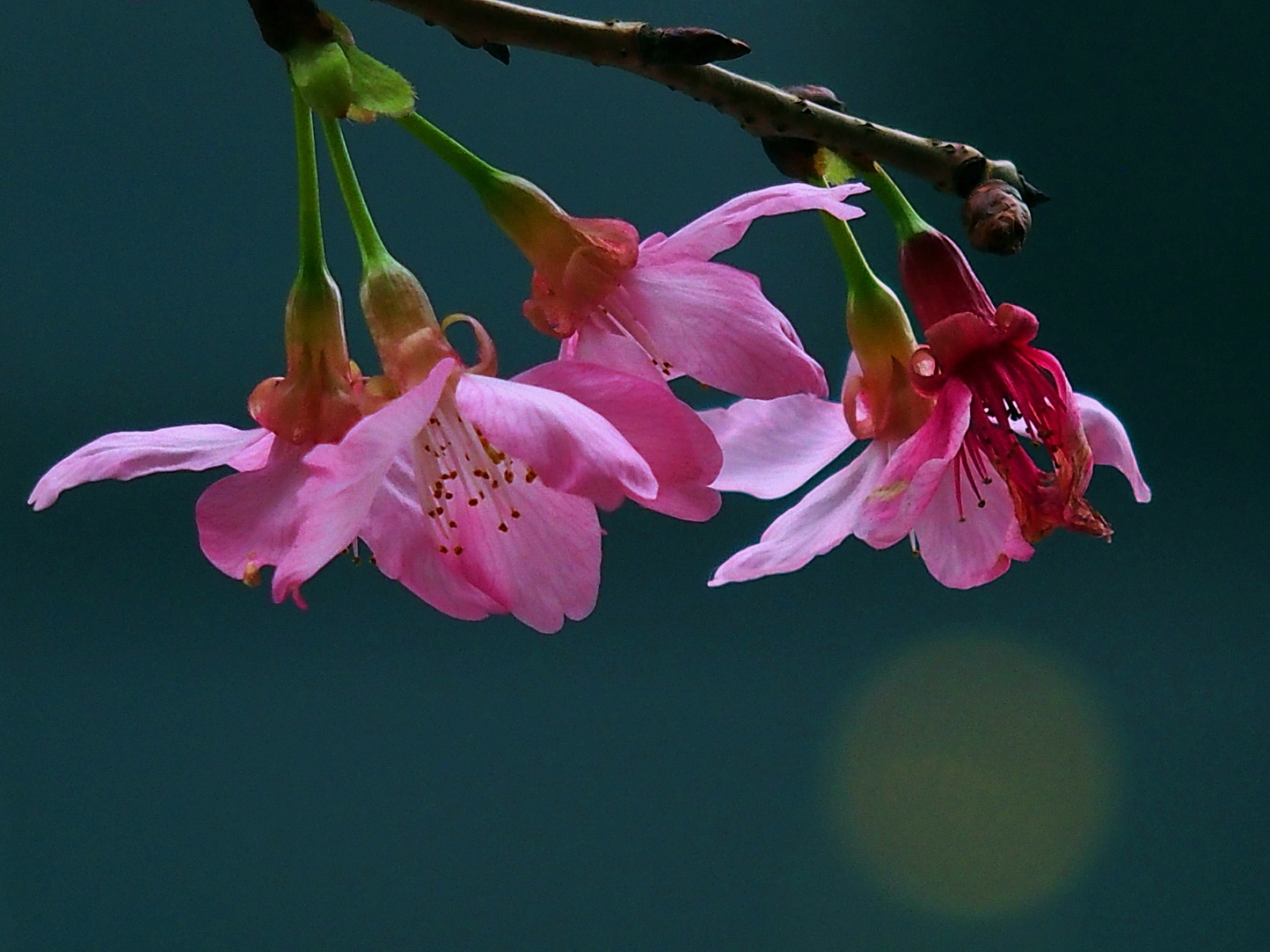 陳永鑑櫻桃花作品20250501b.JPG