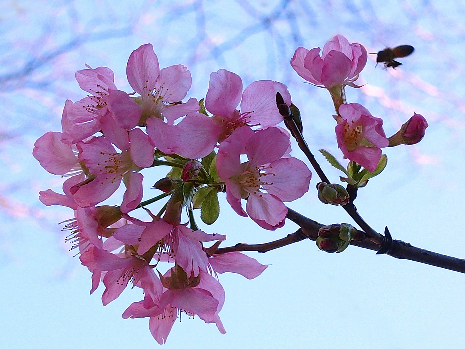 陳永鑑櫻桃花作品20250503f.JPG