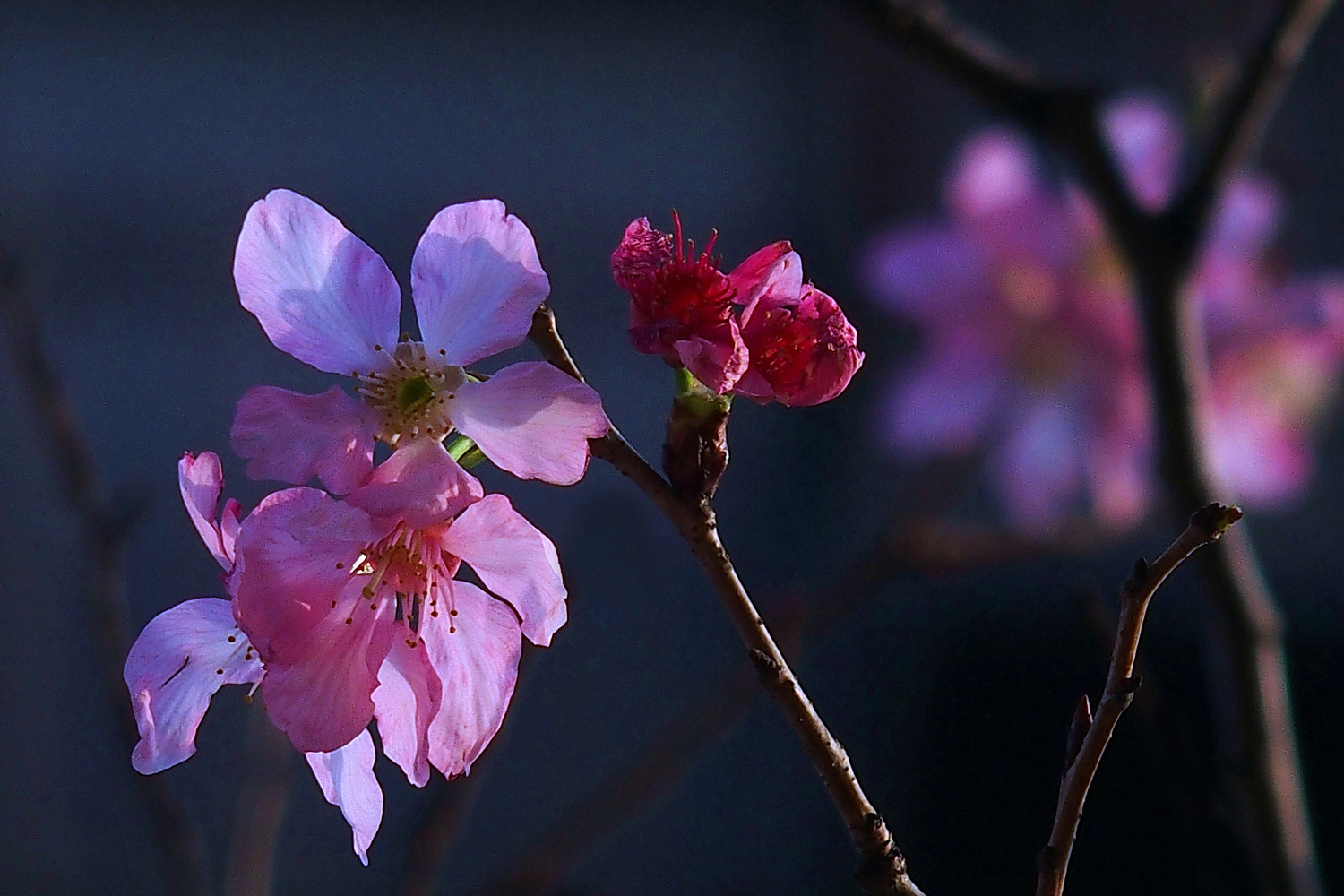 陳永鑑櫻桃花作品20250506f.JPG