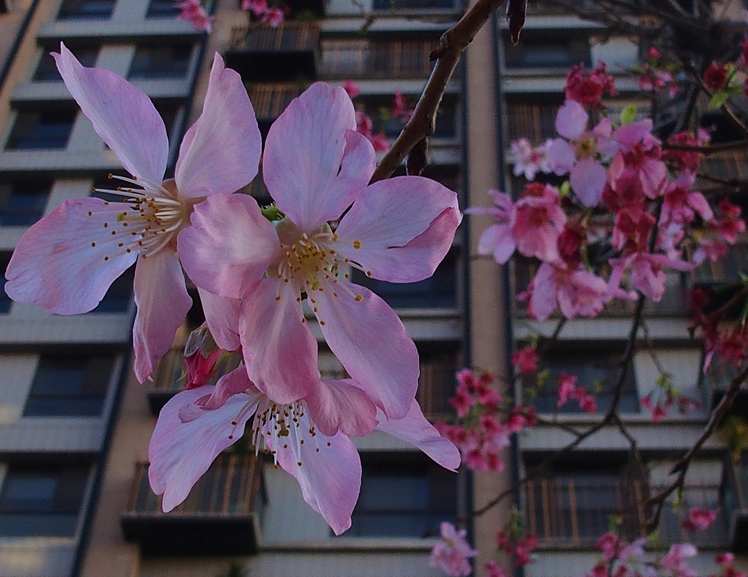 陳永鑑櫻桃花作品20250507n.JPG