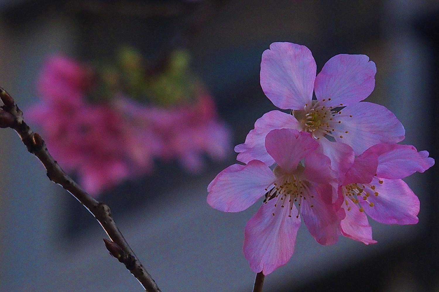 陳永鑑櫻桃花作品20250507p.JPG