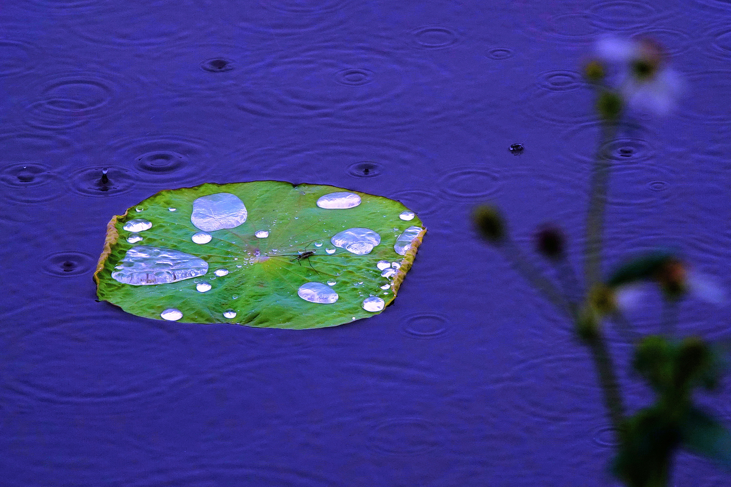 陳永鑑_荷花作品_20250507o.JPG