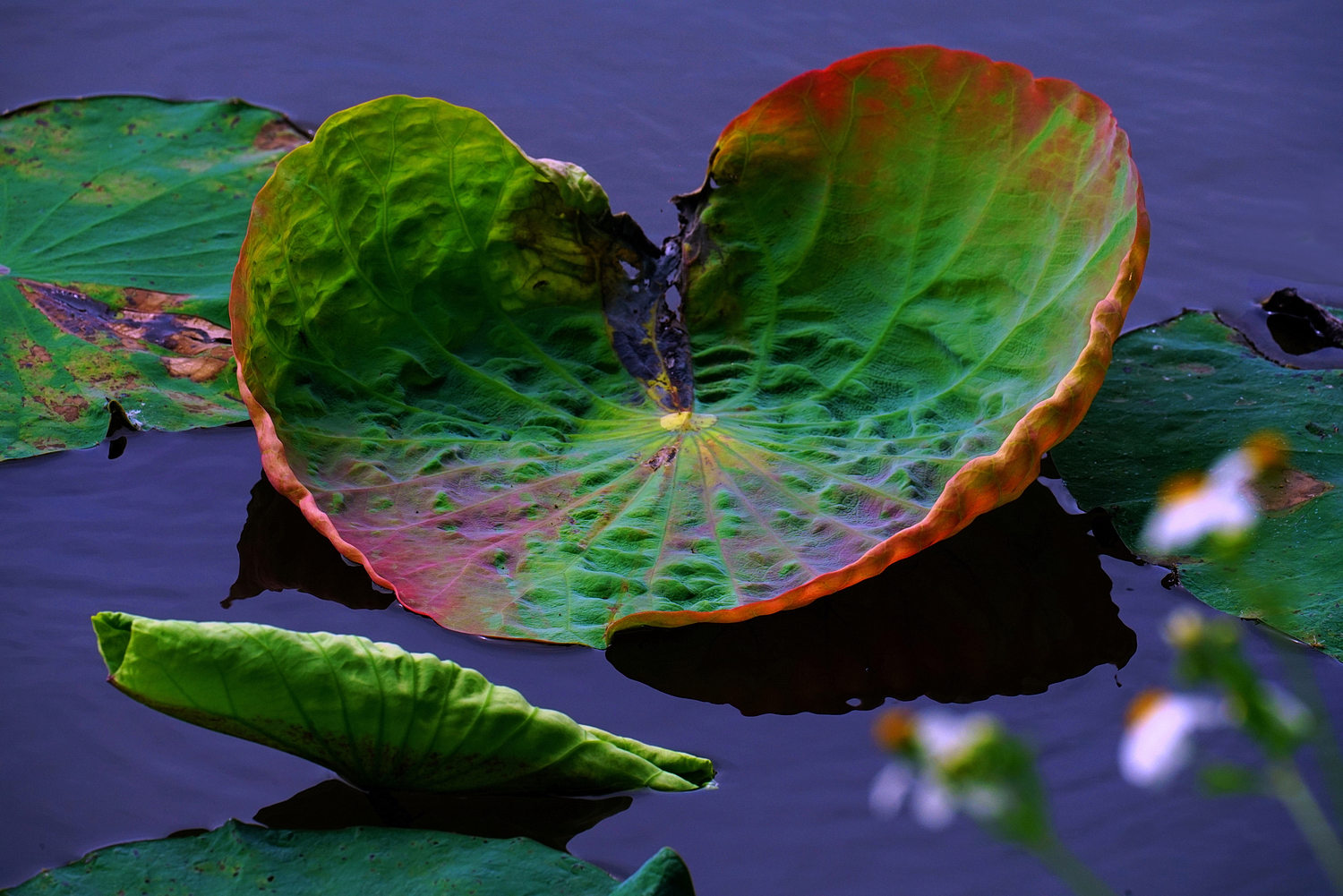 陳永鑑_荷花作品_20250509i.JPG