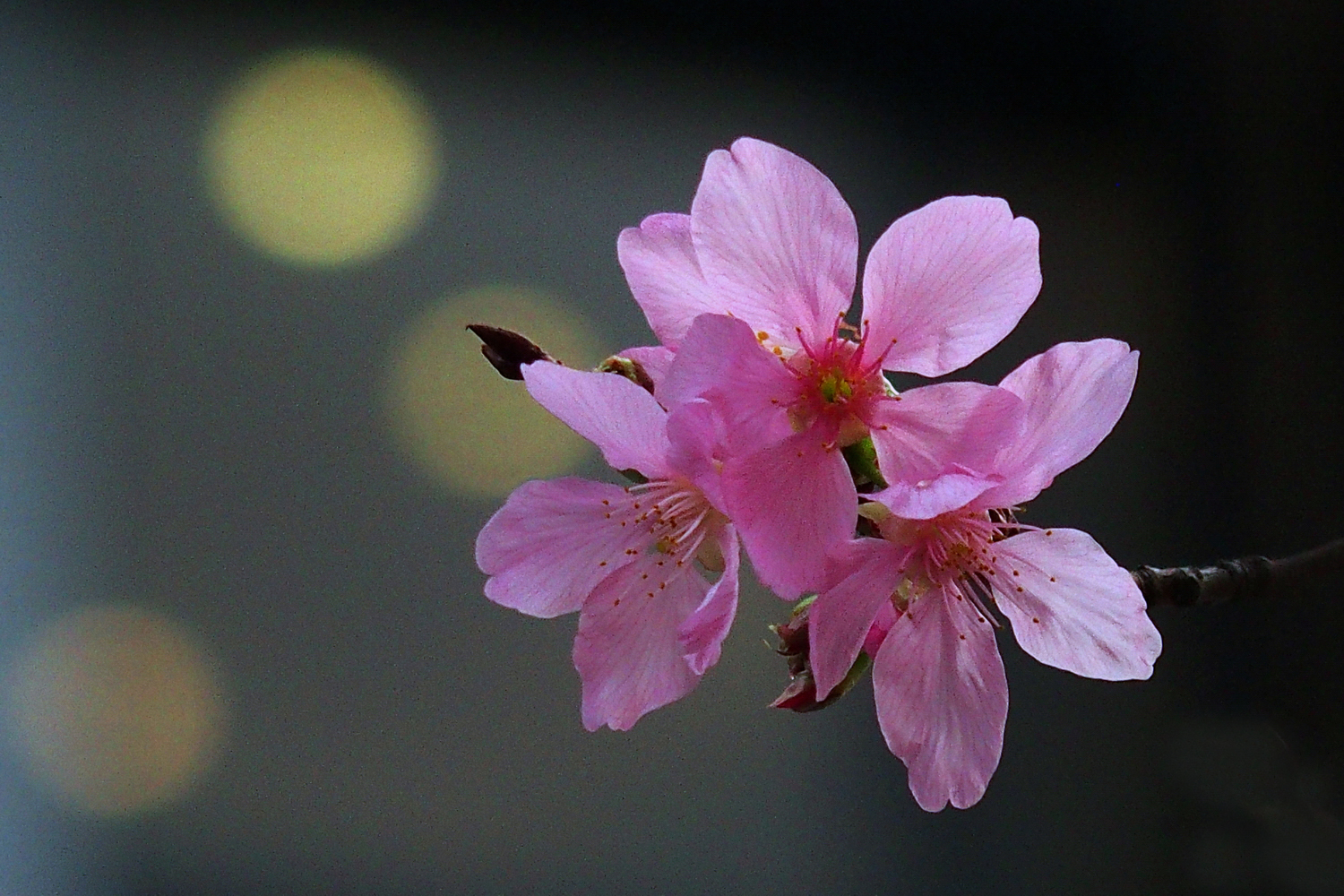陳永鑑櫻桃花作品20250510l.JPG