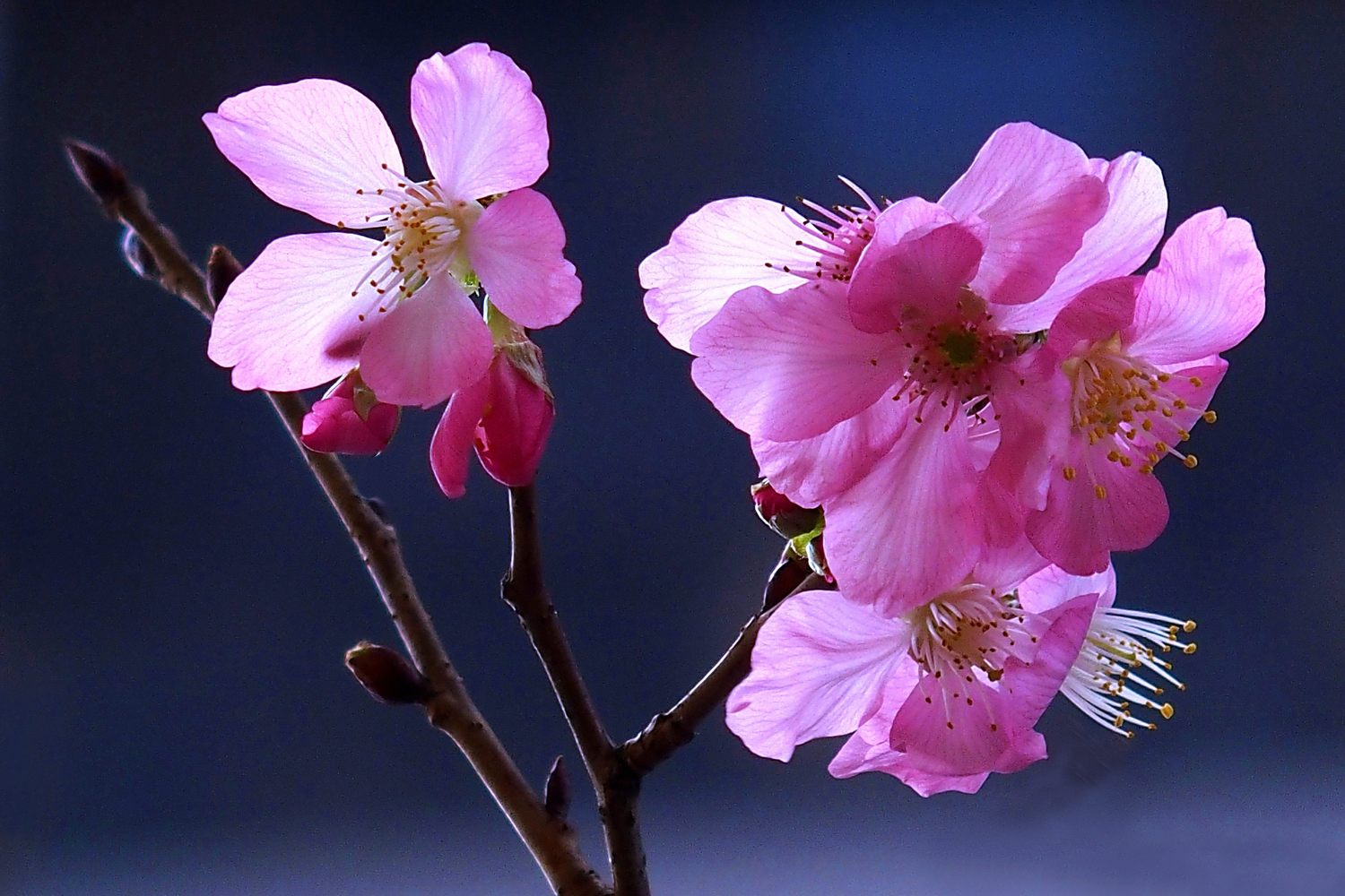 陳永鑑櫻桃花作品20250513d.JPG