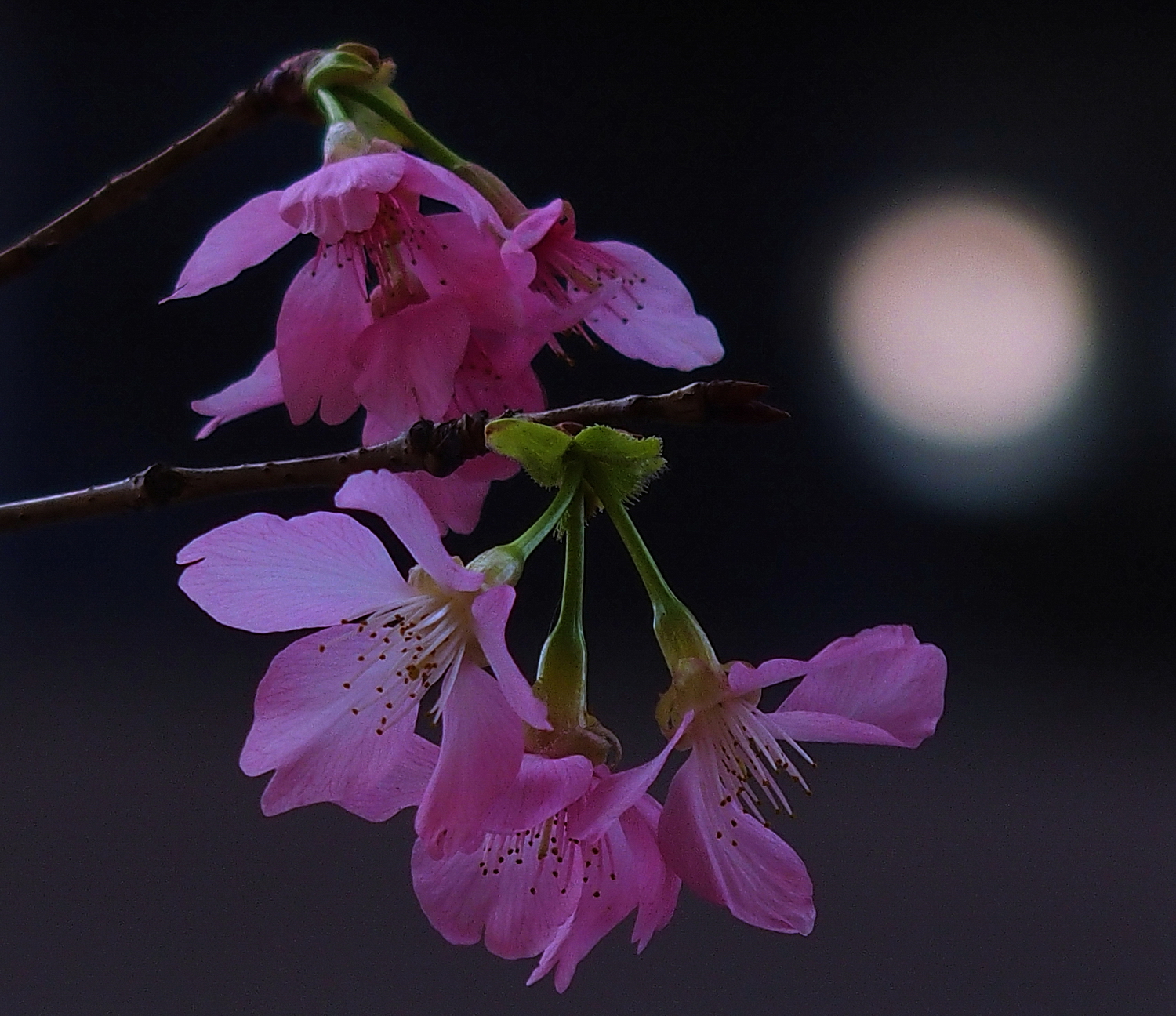 陳永鑑櫻桃花作品20250513a.JPG