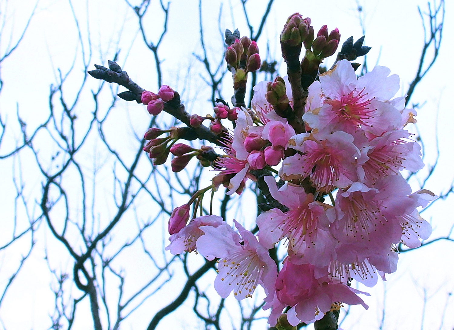 陳永鑑櫻桃花作品20250514b.JPG
