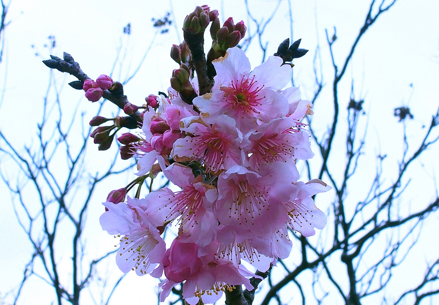 陳永鑑櫻桃花作品20250513o.JPG