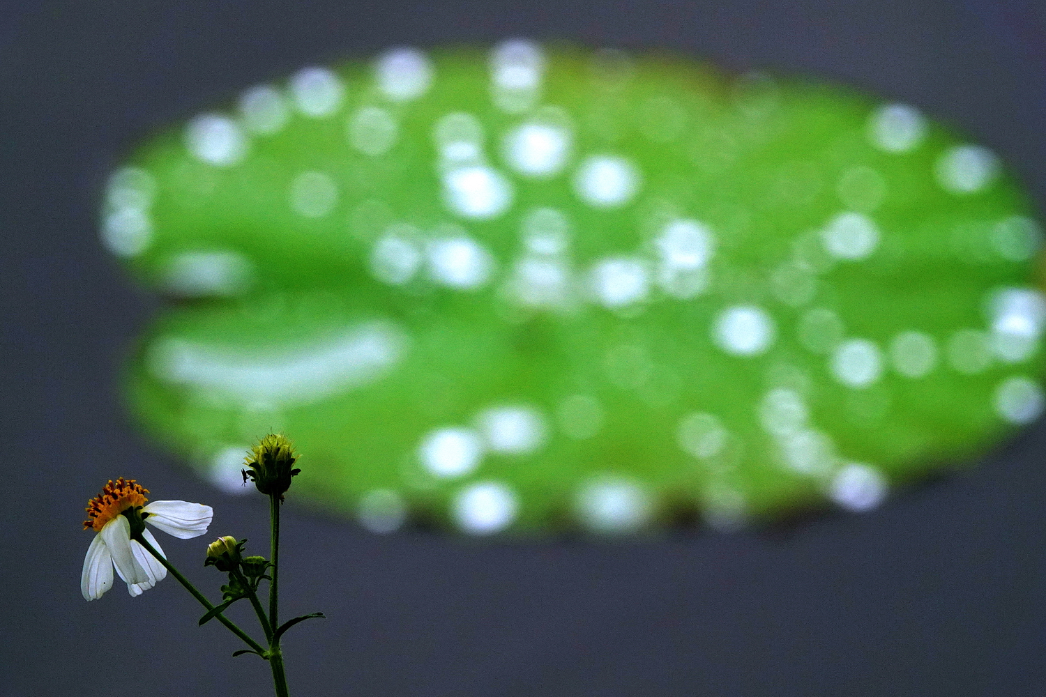 陳永鑑_荷花作品_20250511g.JPG