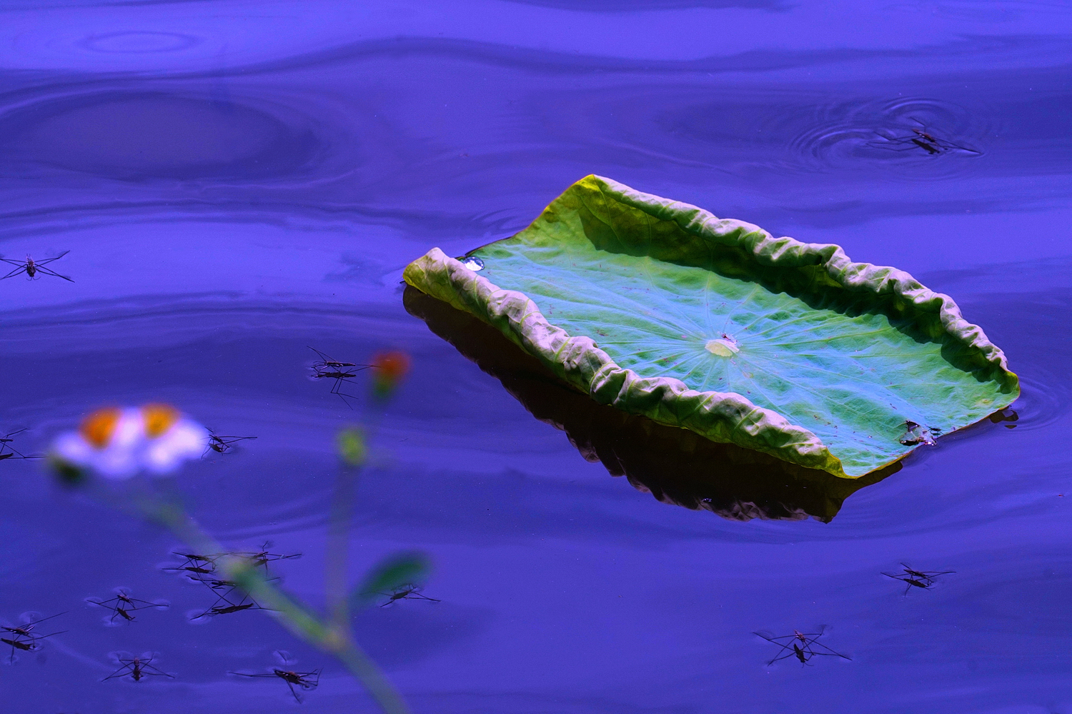 陳永鑑_荷花作品_20250512g.JPG