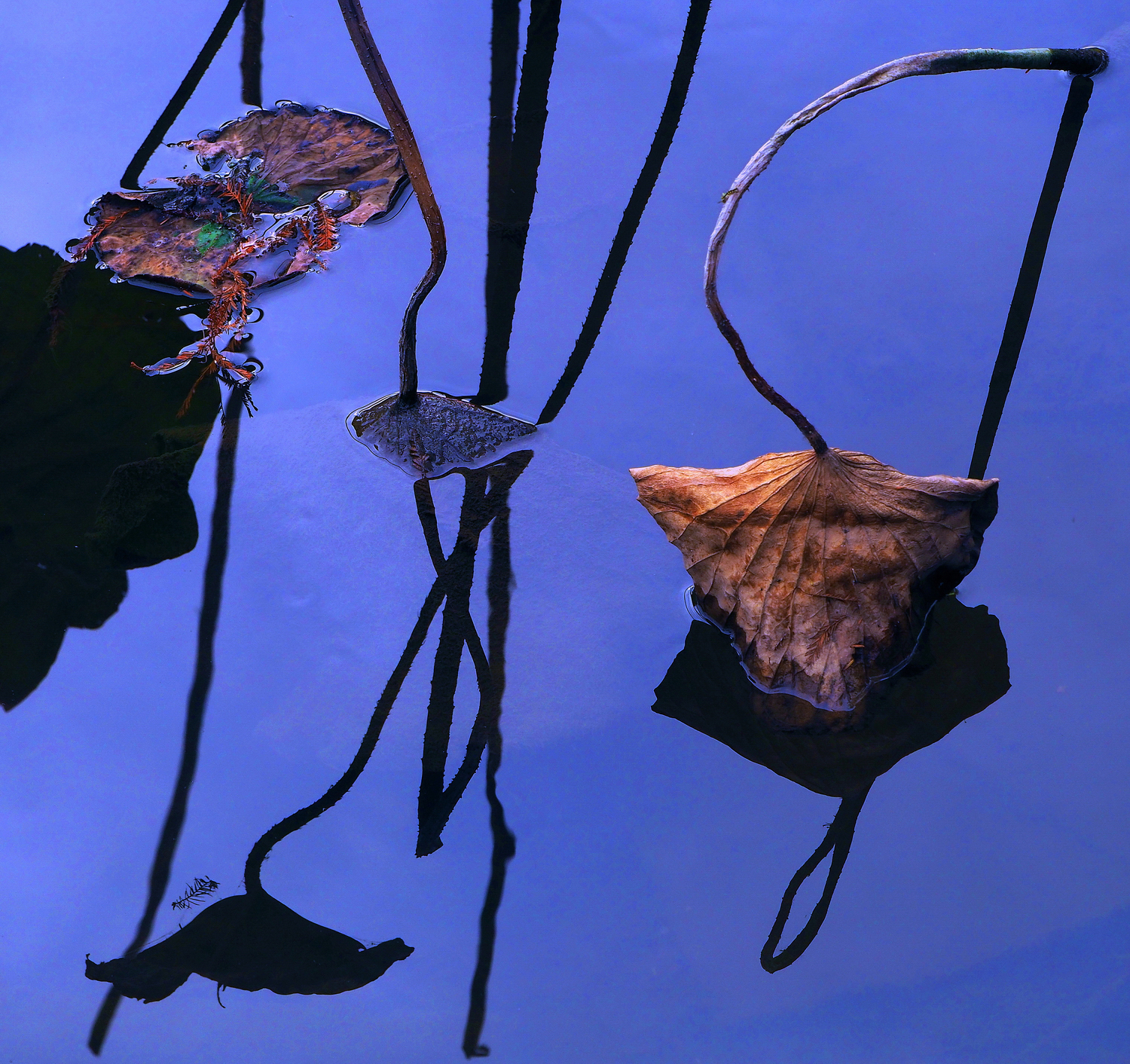 陳永鑑_荷花作品_20250515f.JPG