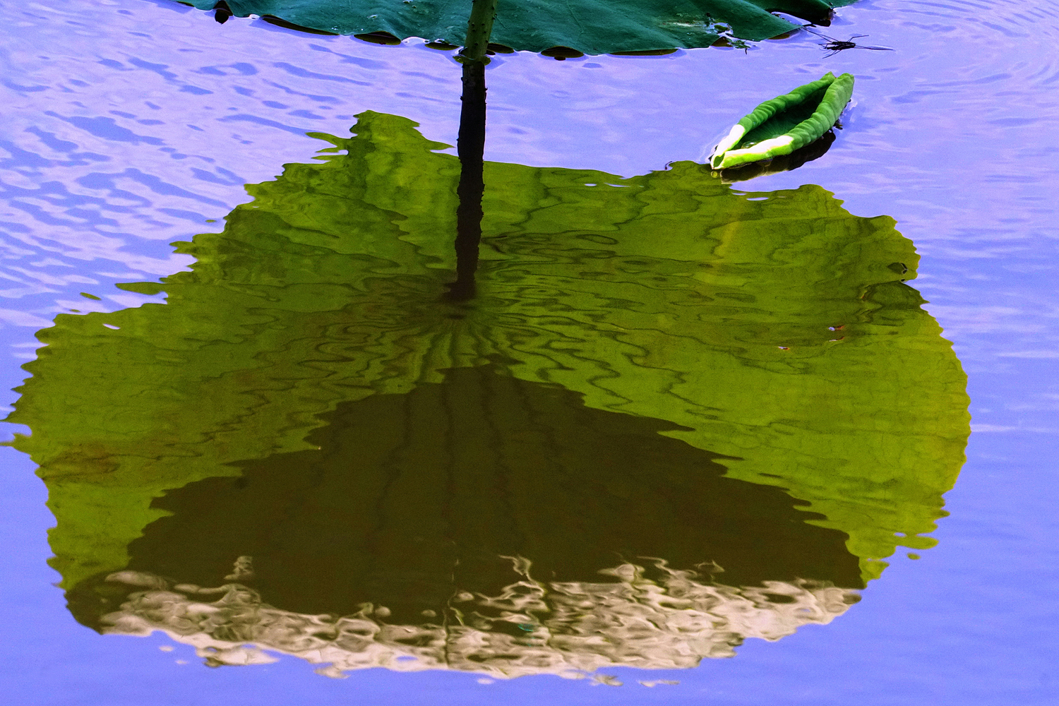陳永鑑_荷花作品_20250516i.JPG