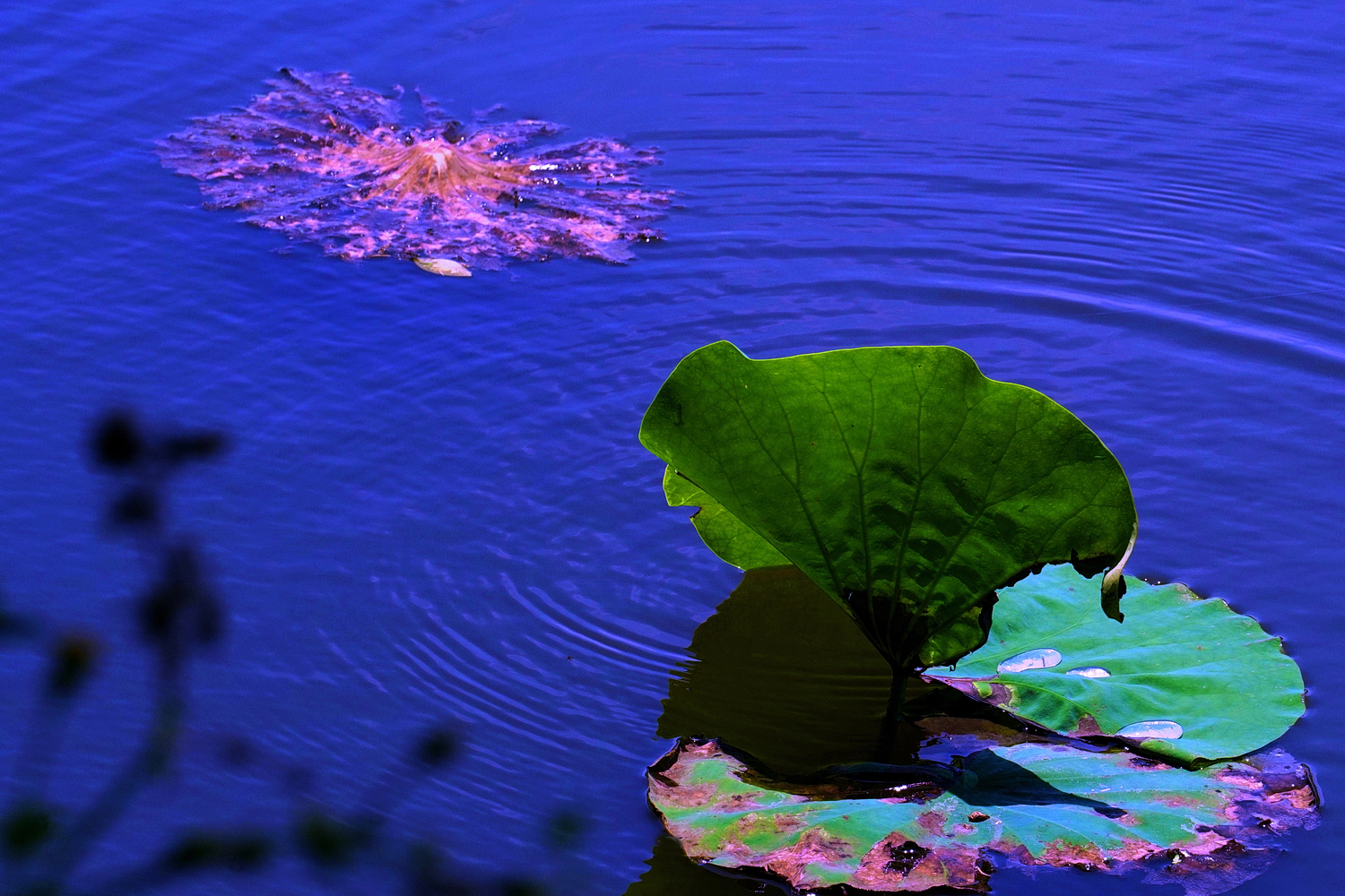 陳永鑑_荷花作品_20250517e.JPG
