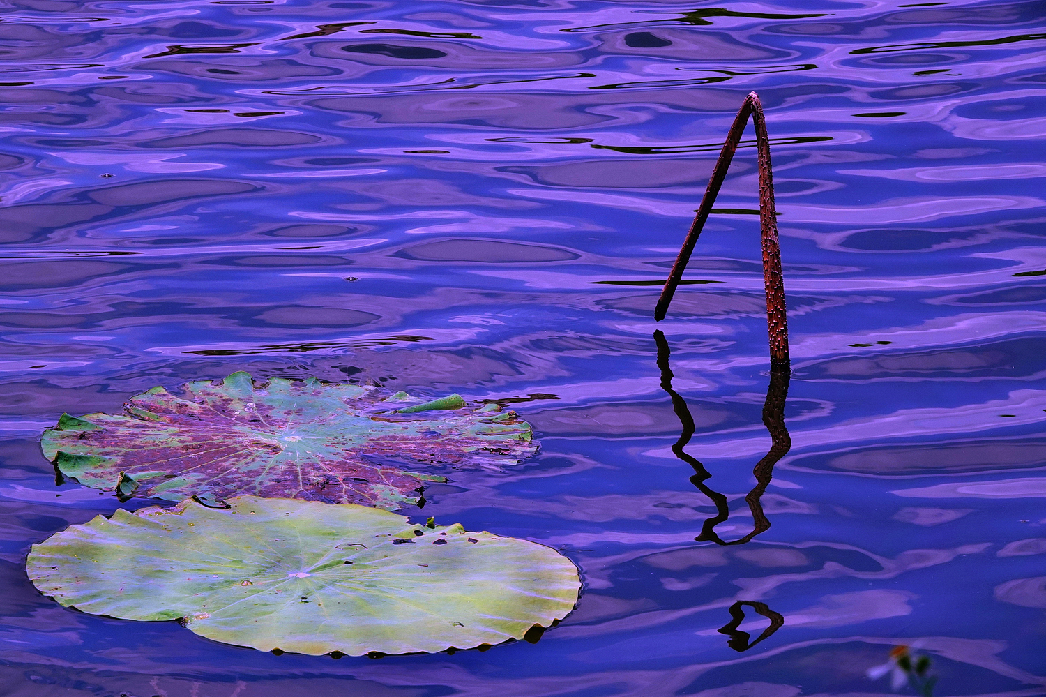 陳永鑑_荷花作品_20250517j.JPG