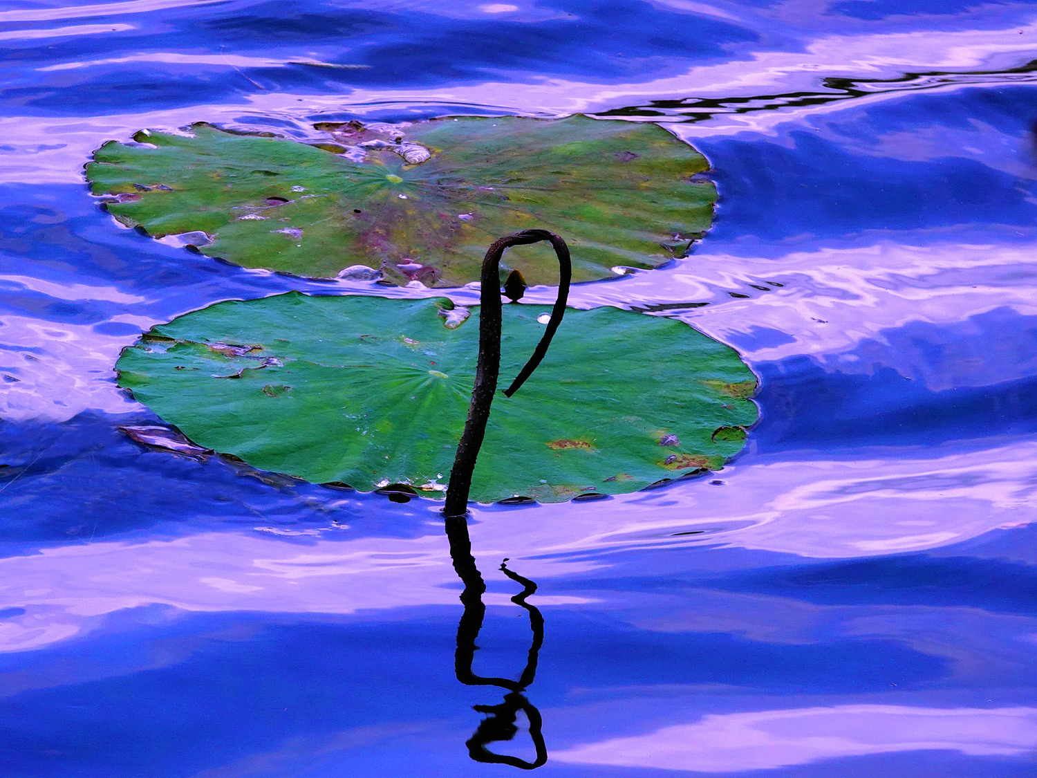 陳永鑑_荷花作品_20250517g.JPG
