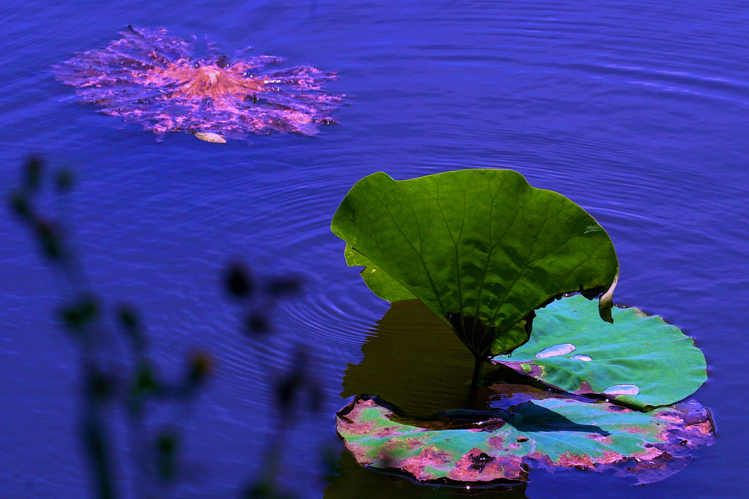 陳永鑑_荷花作品_20250517f.JPG