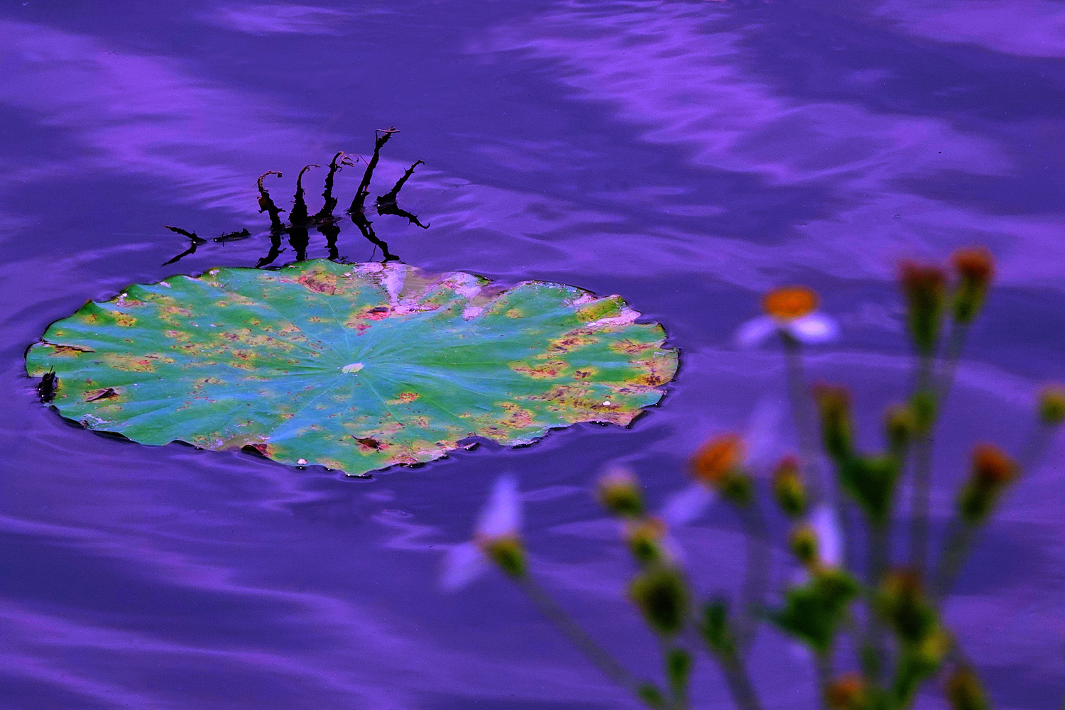 陳永鑑_荷花作品_20250517s.JPG