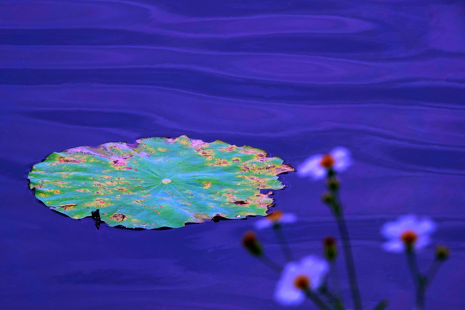 陳永鑑_荷花作品_20250517r.JPG