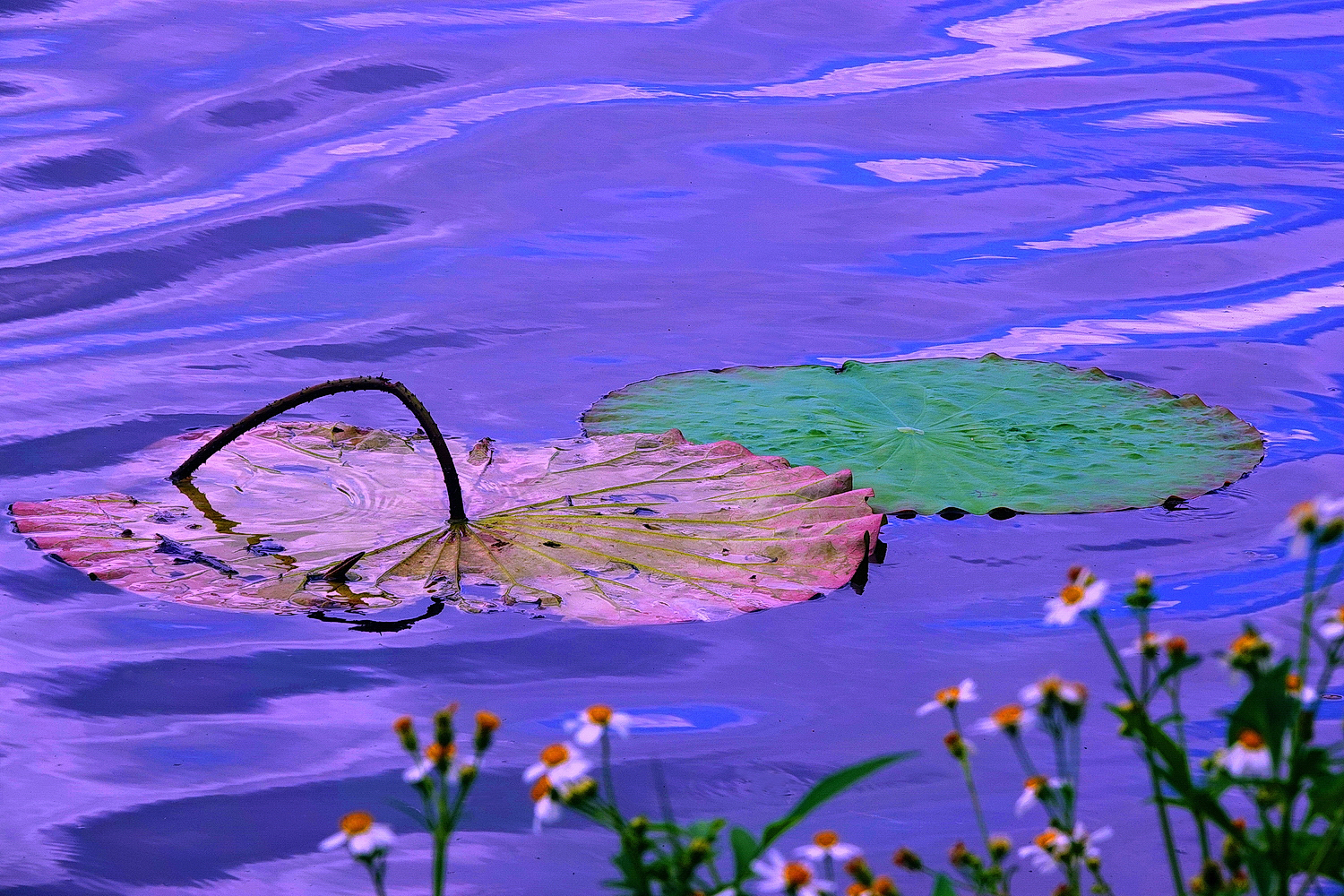 陳永鑑_荷花作品_20250517n.JPG