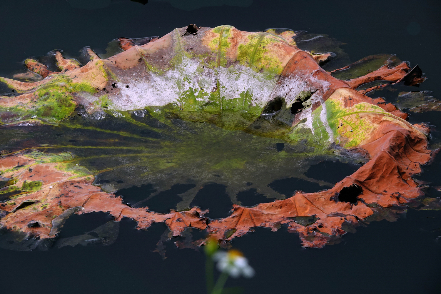 陳永鑑_荷花作品_20250519g.JPG