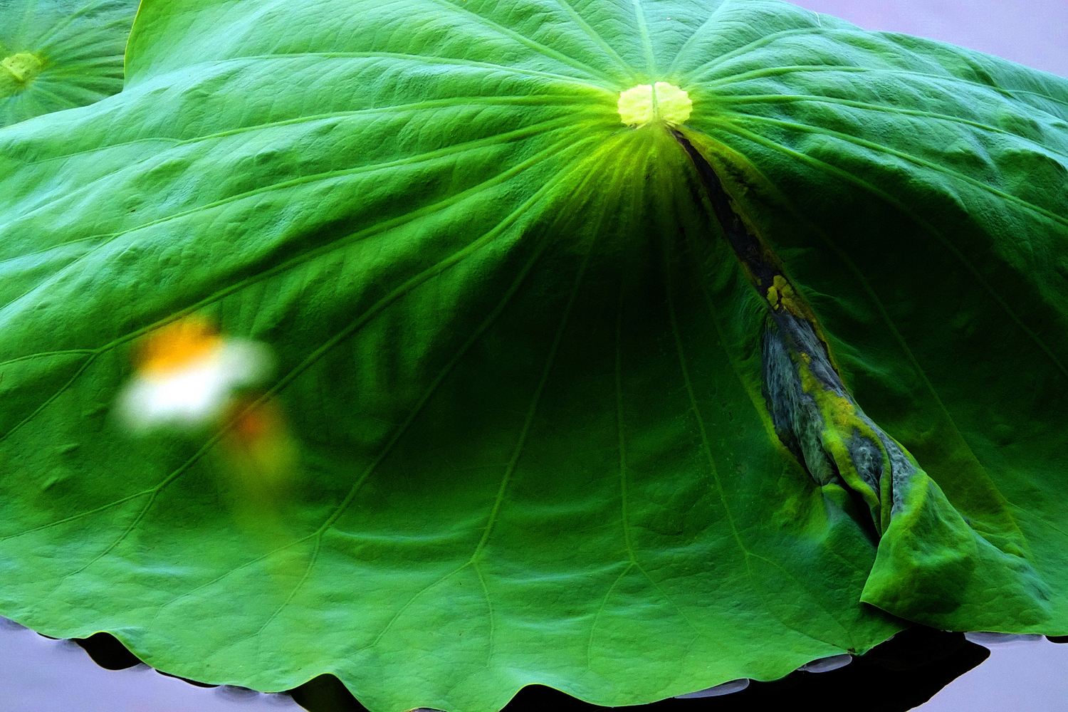 陳永鑑_荷花作品_20250519e.JPG