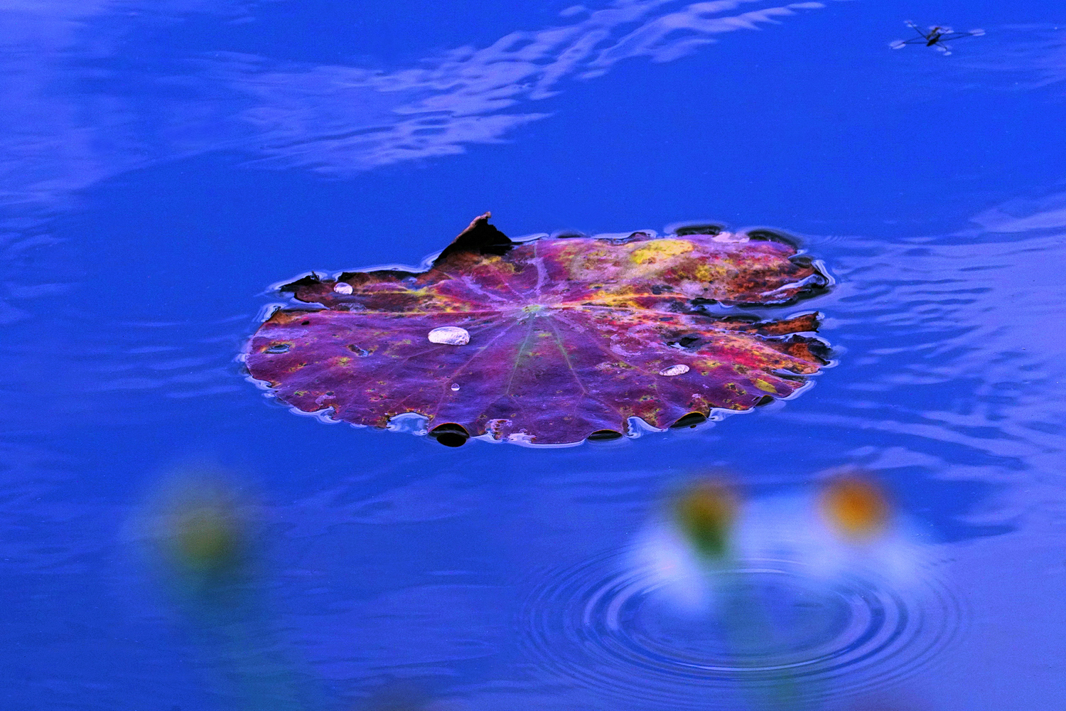 陳永鑑_荷花作品_20250522b.JPG