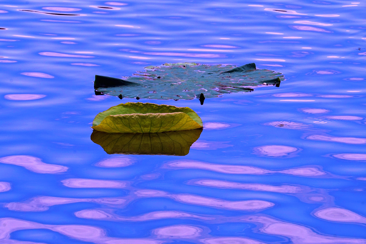 陳永鑑_荷花作品_20250521f.JPG