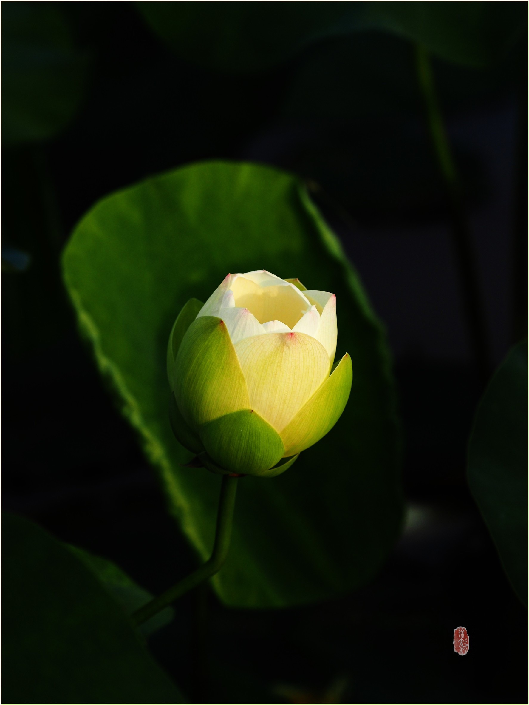 S__37371942.jpg